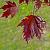 Acer plat. 'Crimson Sentry' Hoogstam (Stamomtrek 10-12 cm)