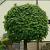 Acer plat. 'Globosum' Hoogstam (Stamomtrek 10-12 cm)