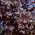 Acer plat. 'Royal Red' Hoogstam (Stamomtrek 12-14 cm)