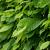 Carpinus betulus Stam 200 cm (Stamomtrek 18-20 cm) Leivorm