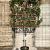 Elaeagnus ebb. 'Compacta' Stam 120 cm Leivorm 120x120 (BxH)