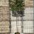 Elaeagnus ebb. 'Compacta' Stam 180 cm Leivorm 120x120 (BxH)