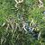 Gleditsia triacanthos Hoogstam (Stamomtrek 16-18 cm)