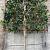 Ilex 'Nellie R. Stevens' Stam 180 cm Leivorm 120x120 (BxH)
