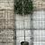 Ilex 'Nellie R. Stevens' Stam 200 cm Leivorm 120x120 (BxH)