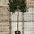 Ilex 'Nellie R. Stevens' Stam 200 cm Leivorm 150x130 (BxH) 