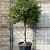 Ilex 'Nellie R. Stevens' Pot 110 liter Halfstam (Stamomtrek 18-20 cm)