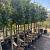 Ligustrum j. 'Texanum' Stam 120 cm Leivorm 120x100 (BxH)  ijzer frame