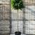 Liquidambar s. 'Gum Ball' Hoogstam (Stamomtrek 12-14 cm)