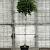 Liquidambar s. 'Gum Ball' Stam 140 cm (Stamomtrek 8-10 cm)