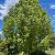 Liriodendron tulipifera Hoogstam (Stamomtrek 30-35 cm)