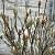 Magnolia soulangeana Pot 35 Liter Halfstam