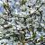 Magnolia st. 'Royal Star' Pot 25 Liter Halfstam
