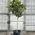 Magnolia 'Susan' Pot 35 Liter Halfstam