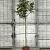 Magnolia 'Susan' Pot 25 Liter Stam 120 cm
