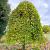 Morus alba 'Pendula' Hoogstam (Stamomtrek 16-18 cm)