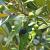 Olea europaea Pot 285 Liter Halfstam (Stamomtrek 55-60 cm) Oude stam