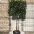 Photinia fraseri 'Carré Rouge' Stam 120 cm Leivorm 120x100 (BxH)  ijzer frame