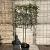 Photinia fraseri Pink Marble Stam 100 cm Leivorm 120x100 (BxH)  ijzer frame