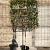 Photinia fraseri 'Red Robin' Stam 100 cm Leivorm 120x120 (BxH)
