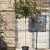 Photinia fraseri 'Red Robin' Stam 180 cm Leivorm 120x120 (BxH)