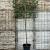 Photinia fraseri 'Red Robin' Stam 180 cm Leivorm 150x150 (BxH) 