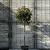 Photinia fraseri 'Red Robin' Pot 18 liter Stam 100 cm