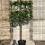 Photinia fraseri 'Red Robin' Stam 100 cm Leivorm 100x80 (BxH)  ijzer frame