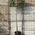 Photinia fraseri 'Red Robin' Stam 200 cm Leivorm 100x80 (BxH)  ijzer frame