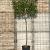 Photinia fraseri 'Red Robin' Stam 200 cm (Stamomtrek 16-18 cm) Leivorm 150x130 (BxH) 
