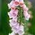 Digitalis purp. 'Apricot Beauty' Pot 9 cm