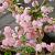 Prunus 'Kiku-shidare-zakura' Hoogstam (Stamomtrek 10-12 cm)