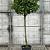 Prunus l. Etna Pot 12 liter Halfstam
