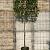 Prunus l. 'Novita' Stam 180 cm Leivorm 120x120 (BxH)