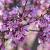 Prunus 'Okame' Hoogstam (Stamomtrek 14-16 cm)