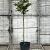 Prunus subh. 'Autumnalis Rosea' Pot 18 liter Halfstam