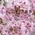 Prunus subh. 'Fukubana' Pot 18 liter Halfstam