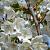 Prunus 'Umineko' Hoogstam (Stamomtrek 12-14 cm)