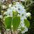 Pyrus calleryana 'Chanticleer' Hoogstam (Stamomtrek 14-16 cm)