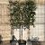 Quercus ilex Stam 100 cm Leivorm 120x120 (BxH)