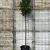 Quercus ilex Hoogstam (Stamomtrek 10-12 cm)