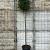 Quercus ilex Hoogstam (Stamomtrek 14-16 cm)