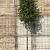 Quercus ilex Hoogstam (Stamomtrek 18-20 cm)