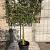 Quercus ilex Stam 80 cm Leivorm 120x80 (BxH) 