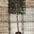 Quercus suber Stam 180 cm Leivorm 150x150 (BxH) 