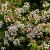 Viburnum tin. 'Eve Price' Hoogstam (Stamomtrek 8-10 cm)