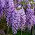 Wisteria sinensis Hoogstam (Stamomtrek 16-18 cm)