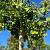 Ginkgo bil. 'Horizontalis' Hoogstam (Stamomtrek 20-25 cm)
