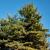 Pinus strobus 'Brevifolia' Pot 25 Liter Halfstam