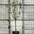 Malus d. 'Gala' Pot 70 Liter Halfstam (Stamomtrek 18-20 cm)